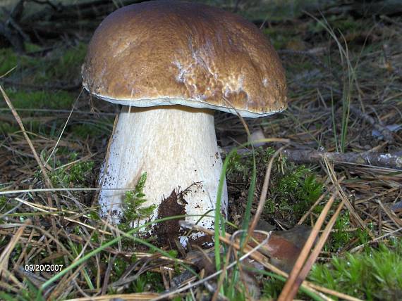 hríb Boletus sp.