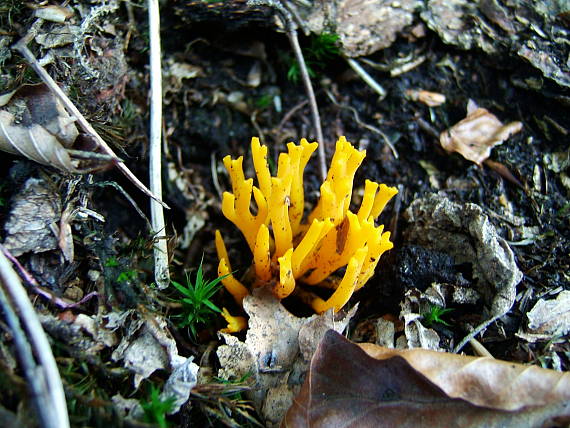 parôžkovec lepkavý Calocera viscosa (Pers.) Fr.