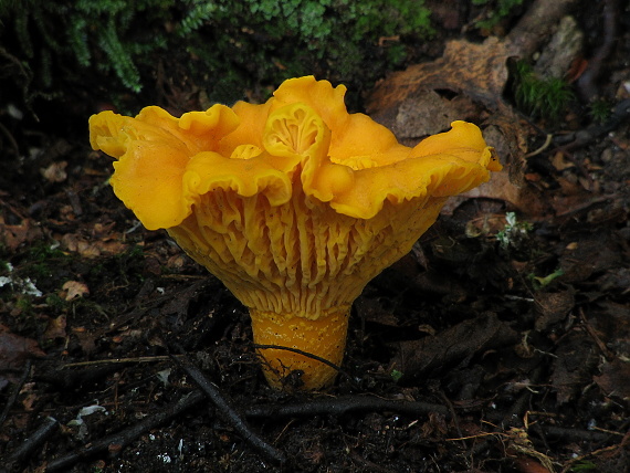 kuriatko Cantharellus sp.