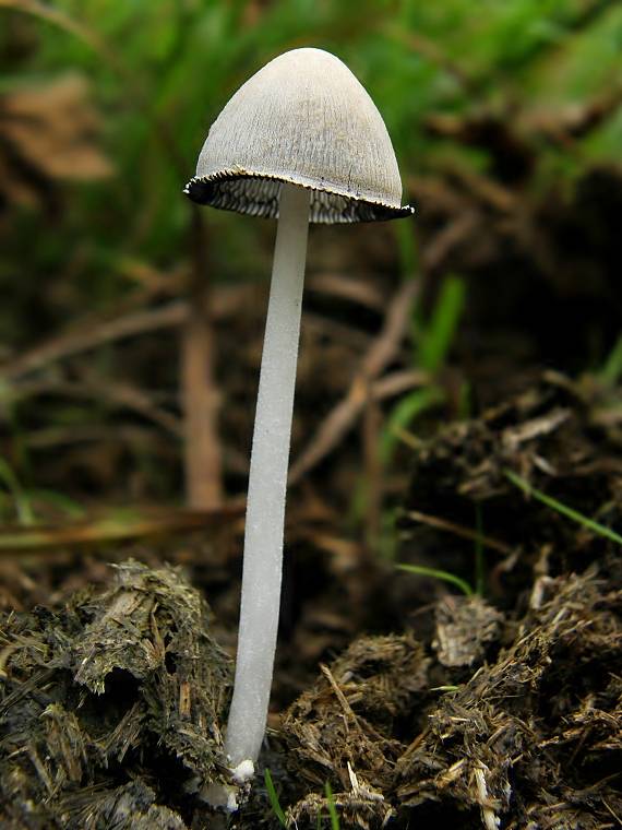 hnojník Coprinus sp.