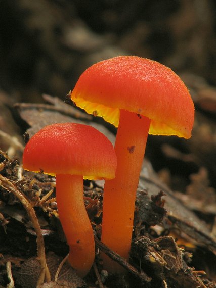 lúčnica Hygrocybe cf. miniata