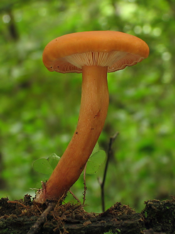 rýdzik Lactarius sp.