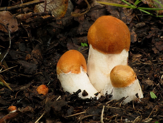 kozák osikový Leccinum albostipitatum den Bakker & Noordel.