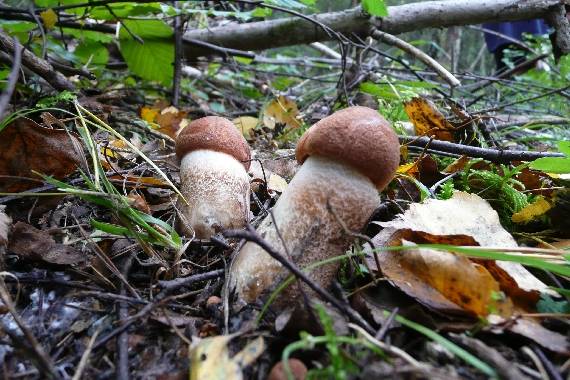 kozák osikový Leccinum albostipitatum den Bakker & Noordel.