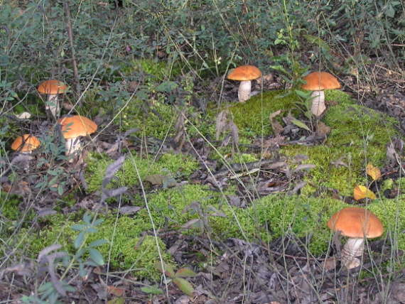 kozák osikový Leccinum albostipitatum den Bakker & Noordel.