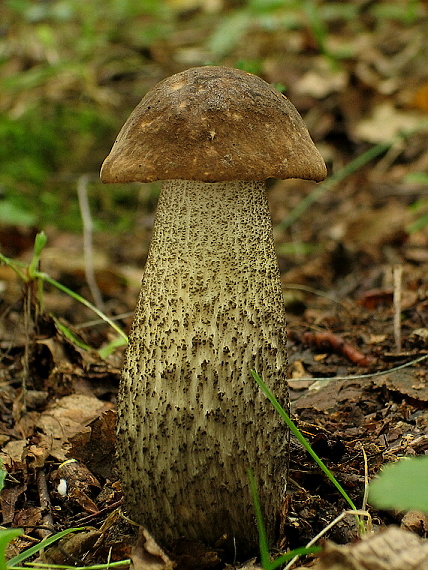 kozák Leccinum sp.