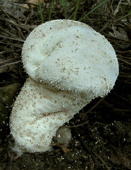 rozpadavec stopkatý Lycoperdon excipuliforme (Scop.) Pers.