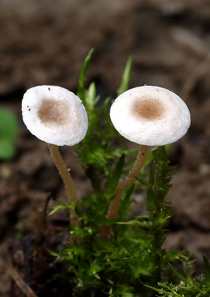 smeťovka hlohová Tubaria dispersa (L.) Singer