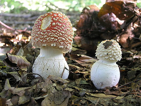 muchotrávka červená Amanita muscaria (L.) Lam.