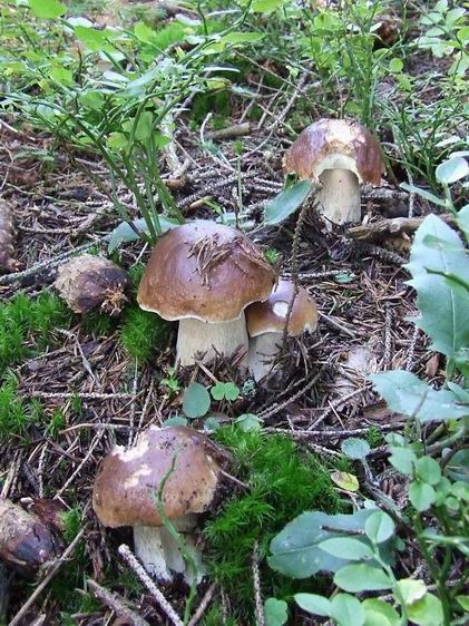 hríb smrekový Boletus edulis Bull.