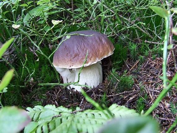 hríb smrekový Boletus edulis Bull.