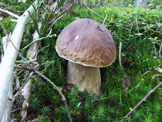 hríb smrekový Boletus edulis Bull.