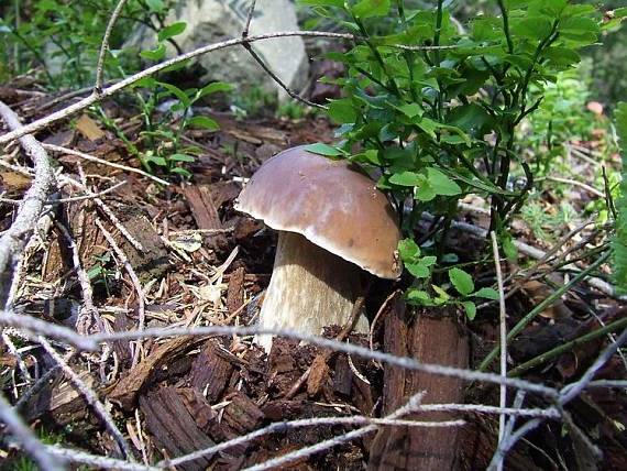 hríb smrekový Boletus edulis Bull.