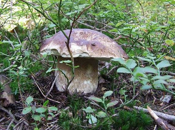 hríb smrekový Boletus edulis Bull.