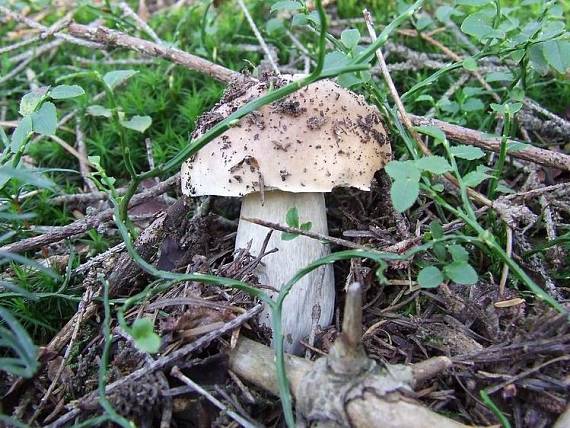 hríb smrekový Boletus edulis Bull.