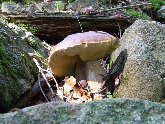 hríb smrekový Boletus edulis Bull.