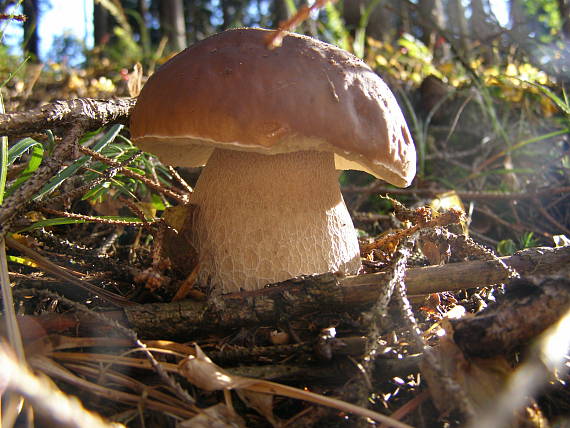 hríb smrekový Boletus edulis Bull.