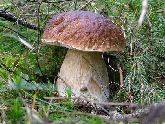 hríb smrekový Boletus edulis Bull.