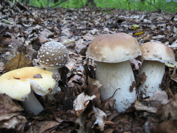 hríb smrekový Boletus edulis Bull.