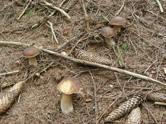 hríb smrekový Boletus edulis Bull.