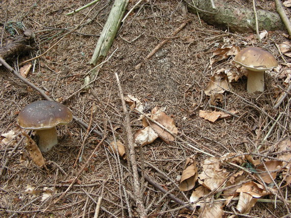 hríb smrekový Boletus edulis Bull.