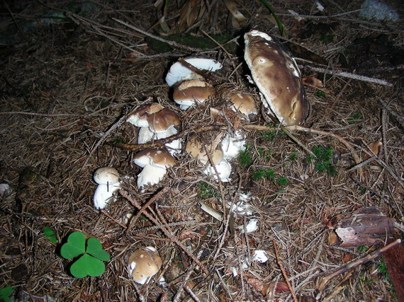 hríb smrekový Boletus edulis Bull.