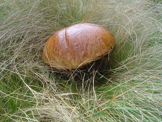 hríb smrekový Boletus edulis Bull.