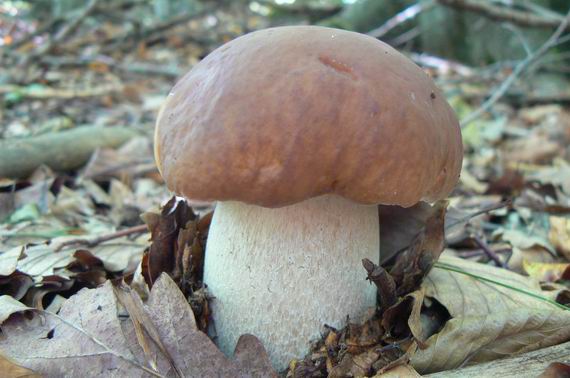 hríb dubový Boletus reticulatus Schaeff.