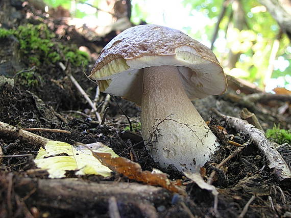 hríb smrekový Boletus reticulatus Schaeff.