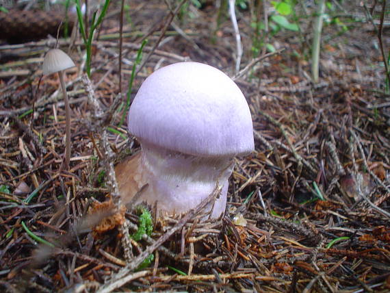 pavučinovec Cortinarius sp.