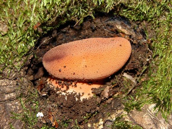 pečeňovec dubový Fistulina hepatica (Schaeff.) With.