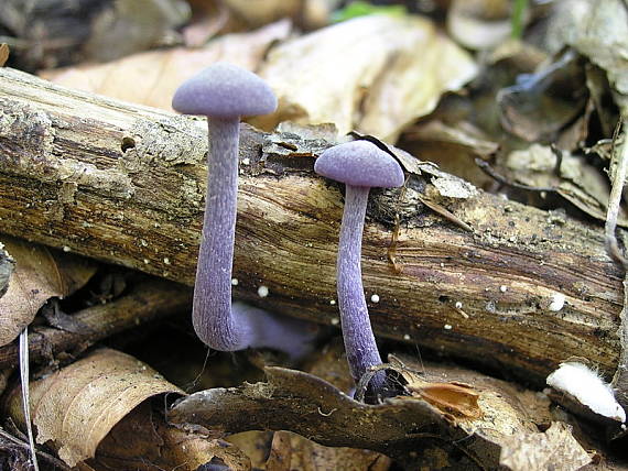 lakovka ametystová Laccaria amethystina (Huds.) Cooke