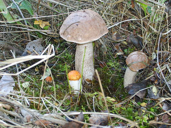 kozák osikový+kozák topoľový Leccinum albostipitatum den Bakker & Noordel.