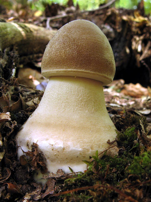 bedľa vysoká Macrolepiota procera (Scop.) Singer