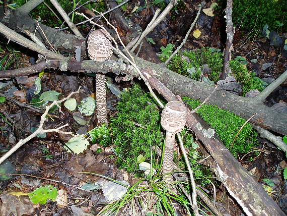 bedľa vysoká Macrolepiota procera (Scop.) Singer