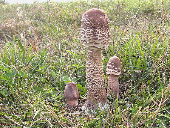 bedľa vysoká Macrolepiota procera (Scop.) Singer