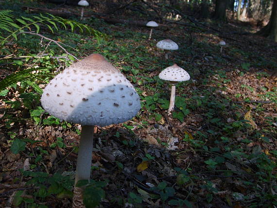 bedľa vysoká Macrolepiota procera (Scop.) Singer