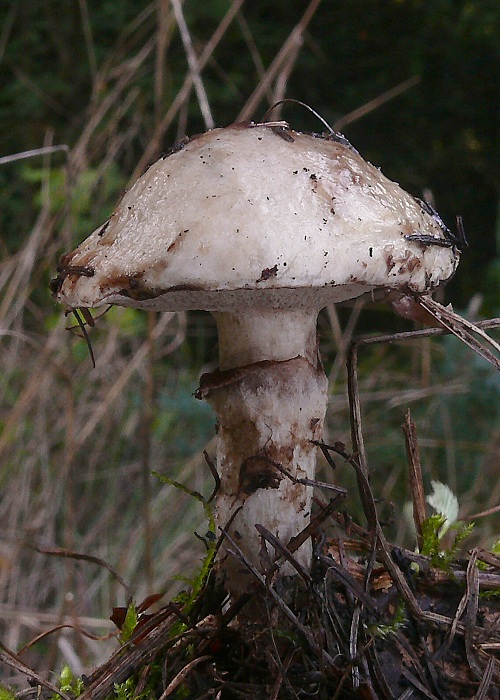 masliak lepkavý Suillus viscidus (L.) Roussel