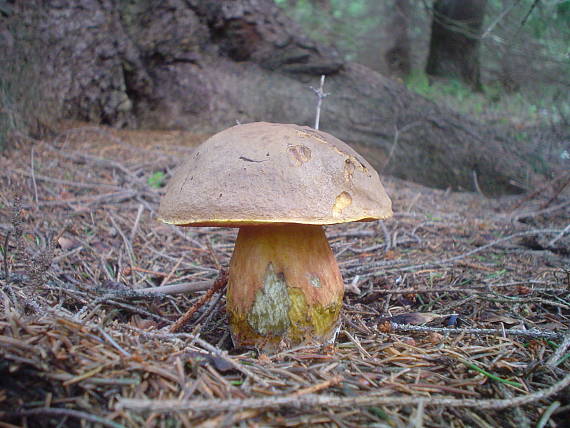 hríb zrnitohlúbikový Sutorius luridiformis (Rostk.) G. Wu & Zhu L. Yang