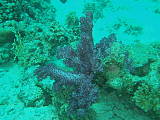 mäkký koral