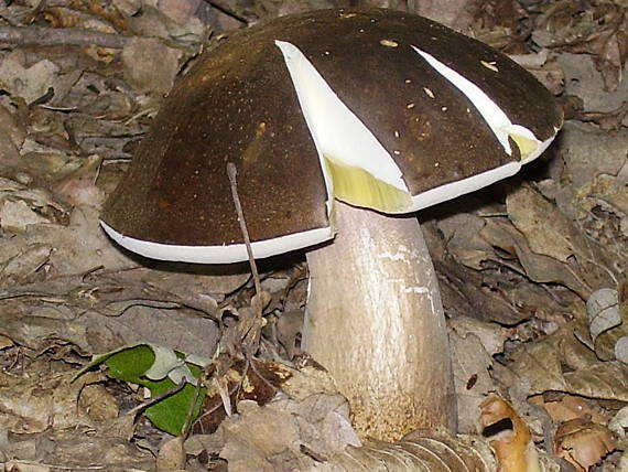 hríb bronzový Boletus aereus Bull. ex Fr.