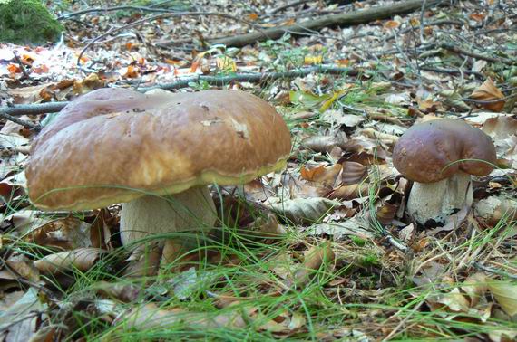 hríb smrekový Boletus edulis Bull.