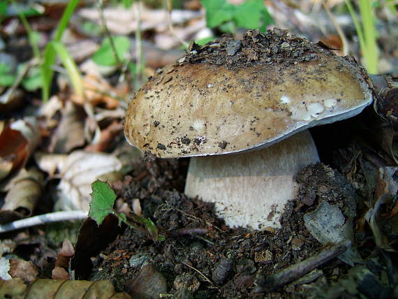 hríb smrekový Boletus edulis Bull.