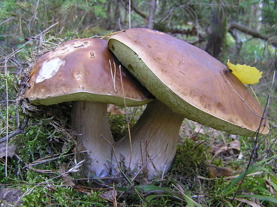 hřib smrkový Boletus edulis Bull.