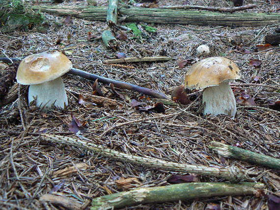 hríb smrekový Boletus edulis Bull.