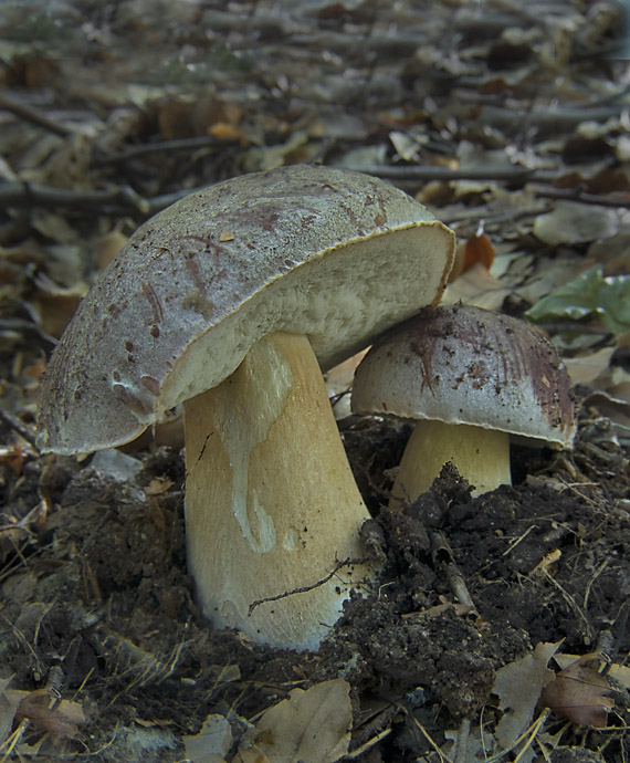 hríb sosnový Boletus pinophilus Pil. et Dermek in Pil.