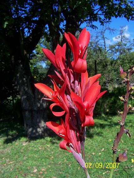 kana indická Canna indica