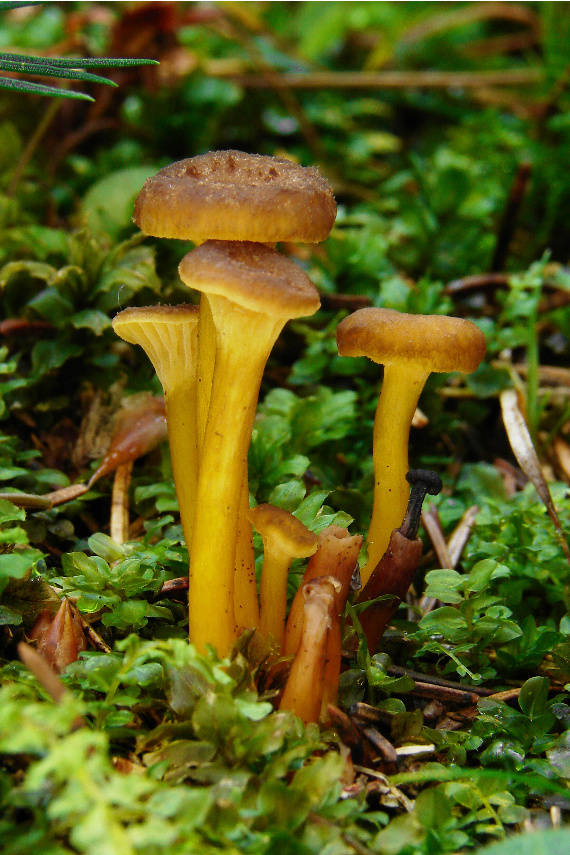 kuriatko žltohnedé Cantharellus lutescens Fr.