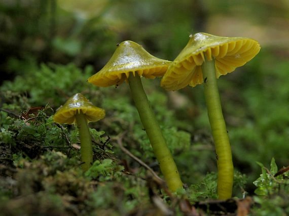 lúčnica žltozelená Gliophorus psittacinus (Schaeff.) Herink