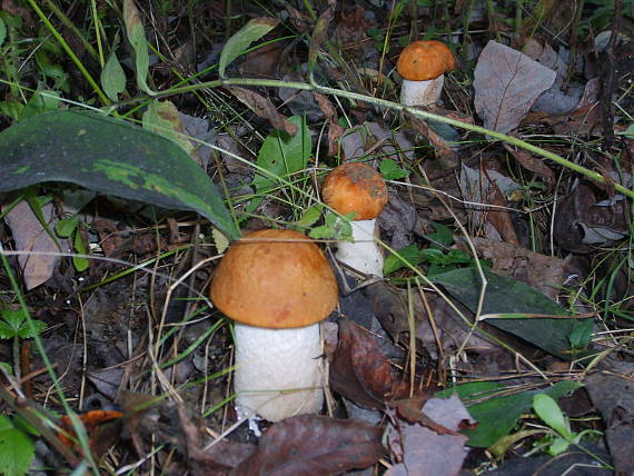 kozák osikový Leccinum albostipitatum den Bakker & Noordel.